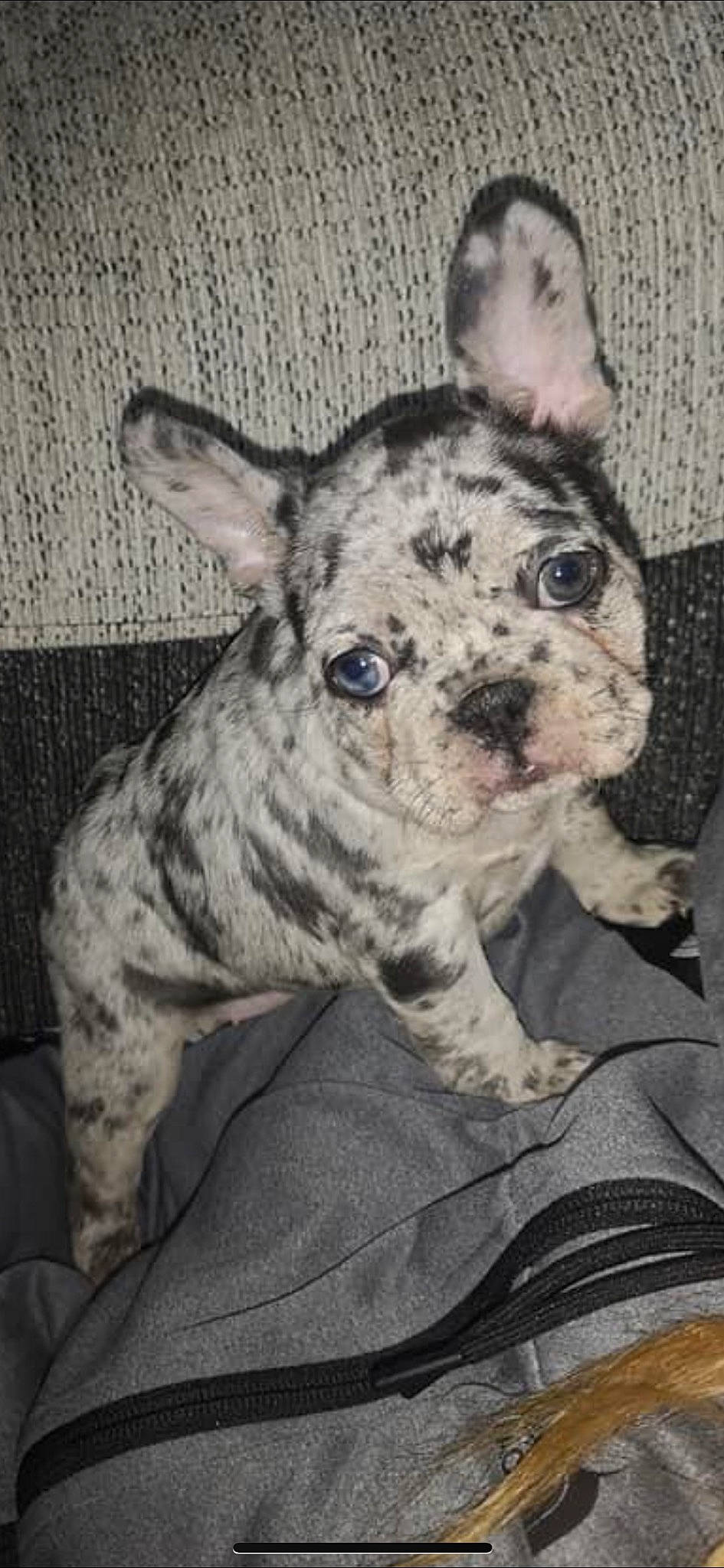 Lola joined the competition — help win amazing prizes! canidae, carnivore, comfort, companion_dog, dog, dog_breed, ear, fawn, fur, grey, non_sporting_group, pattern, snout, sporting_group, terrestrial_animal, toy_dog, whiskers, working_animal