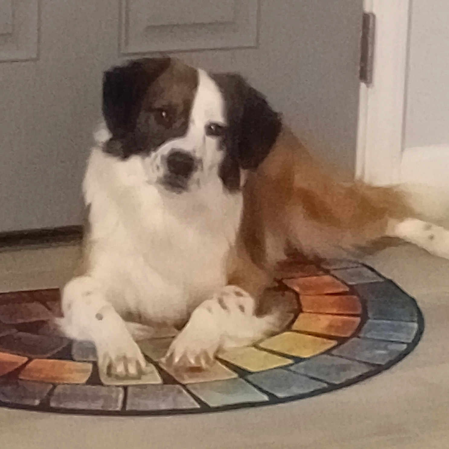 Ozzy is registered to the contest to win money with this photo: animal, ball, boxer, bulldog, canine, dog, door, doormat, face, football, head, hound, mat, person, pet, puppy, saintbernard, soccer, soccerball, tile