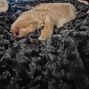 Donald is registered to the contest to win money with this photo: cat, sleeping, blanket, fur, cozy, resting, animal, pet, cute, soft, texture, closeup, warm, indoor, comfort, relaxation, whiskers, paws, feline, nap