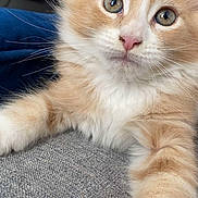 Berlioz participe au concours pour gagner de l'argent avec cette photo : kitten, cat, orange_cat, white_fur, fluffy, pet, indoor, close_up, curious_eyes, paw, gray_fabric, domestic_cat, feline, whiskers, soft_fur, young_cat, cute, animal, portrait, relaxed