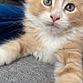 kitten, cat, orange_cat, white_fur, fluffy, pet, indoor, close_up, curious_eyes, paw, gray_fabric, domestic_cat, feline, whiskers, soft_fur, young_cat, cute, animal, portrait, relaxed