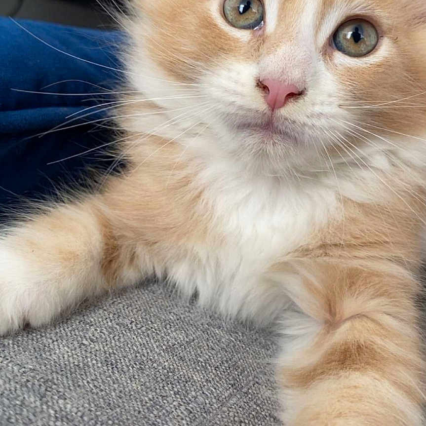 Berlioz participe au concours pour gagner de l'argent avec cette photo : animal, cat, close_up, curious_eyes, cute, domestic_cat, feline, fluffy, gray_fabric, indoor, kitten, orange_cat, paw, pet, portrait, relaxed, soft_fur, whiskers, white_fur, young_cat