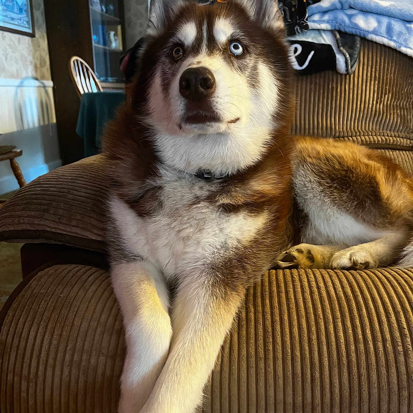 Bruno joined the competition — help win amazing prizes! animal, architecture, art, building, canine, computerhardware, couch, dog, electronics, furniture, hardware, husky, indoors, livingroom, monitor, painting, pet, puppy, room, screen