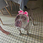 Vaianna a rejoint le concours — aidez-le/la à gagner de superbes lots ! dog, pet, indoor, floor, tile, pink_headband, accessory, curious, looking_up, muzzle, ears, paws, barefoot, human, home, domestic, animal, companion, cute, playful