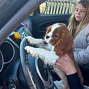 Aïko a rejoint le concours — aidez-le/la à gagner de superbes lots ! puppy, dog, child, car, steering_wheel, hand, interior, seat, window, sunlight, jacket, cute, pet, young_girl, fence, leash, playful, brown, white, holding