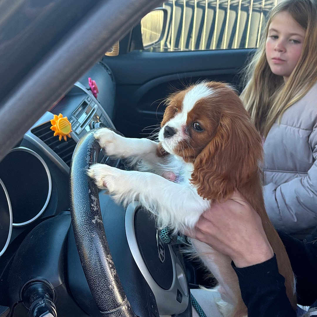 Aïko a rejoint le concours — aidez-le/la à gagner de superbes lots ! brown, car, child, cute, dog, fence, hand, holding, interior, jacket, leash, pet, playful, puppy, seat, steering_wheel, sunlight, white, window, young_girl