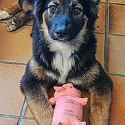 Isis participe au concours pour gagner de l'argent avec cette photo : dog, toy, pink_pig, floor, tile, pet, animal, fur, paws, cute, indoor, laying_down, looking_at_camera, brown, black, white, playful, domestic, young_dog, companion