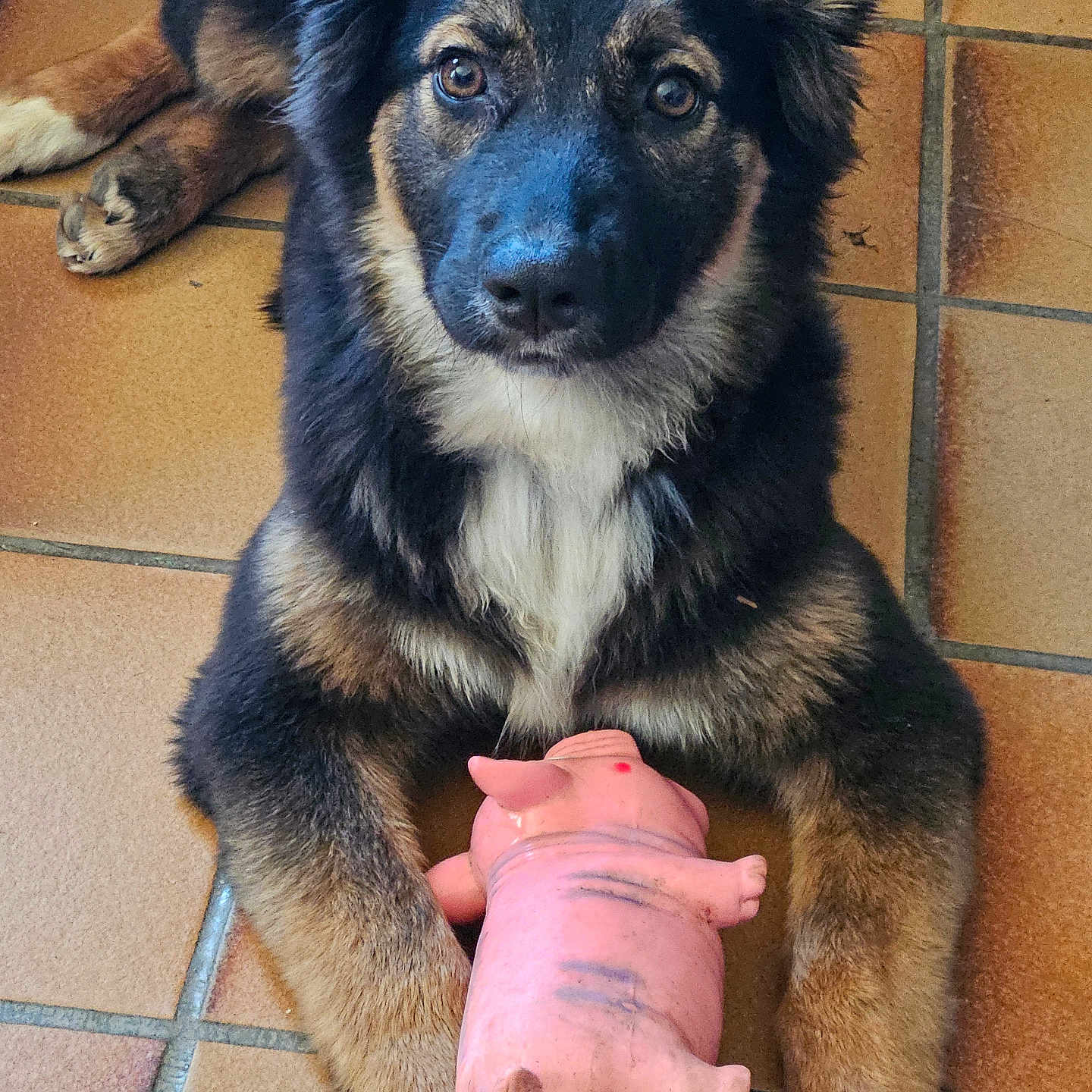 Isis participe au concours pour gagner de l'argent avec cette photo : dog, toy, pink_pig, floor, tile, pet, animal, fur, paws, cute, indoor, laying_down, looking_at_camera, brown, black, white, playful, domestic, young_dog, companion