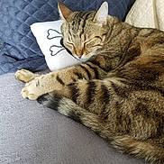 Nesse participe au concours pour gagner de l'argent avec cette photo : animal, cat, closeup, comfort, cozy, cushion, cute, fur, indoor, nap, pet, pillow, relaxed, resting, sleeping, soft, striped, tabby, tail, whiskers