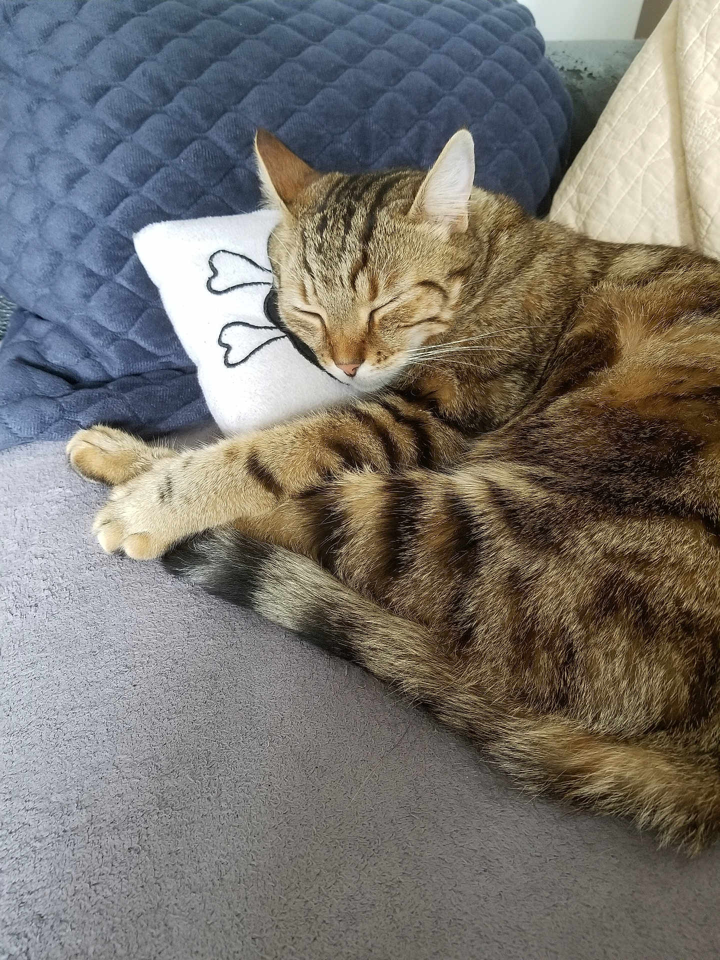 Nesse participe au concours pour gagner de l'argent avec cette photo : animal, cat, closeup, comfort, cozy, cushion, cute, fur, indoor, nap, pet, pillow, relaxed, resting, sleeping, soft, striped, tabby, tail, whiskers