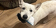 Bear is registered to the contest to win money with this photo: dog, white_dog, toy, floor, wooden_floor, indoor, pet, animal, playful, looking_up, ears, mouth, black_toy, white_toy, shadow, furniture, brown_furniture, canine, companion, cute