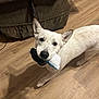 dog, white_dog, toy, floor, wooden_floor, indoor, pet, animal, playful, looking_up, ears, mouth, black_toy, white_toy, shadow, furniture, brown_furniture, canine, companion, cute