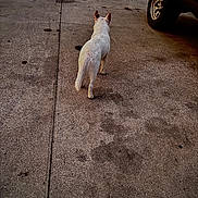 Bear joined the competition — help win amazing prizes! dog, white_dog, concrete, driveway, vehicle, car, walking, outdoor, pet, animal, ears, pavement, back_view, sidewalk, street, daytime, canine, tail, quiet, exploring
