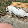 Bear is registered to the contest to win money with this photo: dog, white_dog, wooden_deck, grass, dirt, outdoor, pet, animal, relaxed, side_view, concrete, step, ear, fur, daylight, nature, quiet, resting, canine, paw