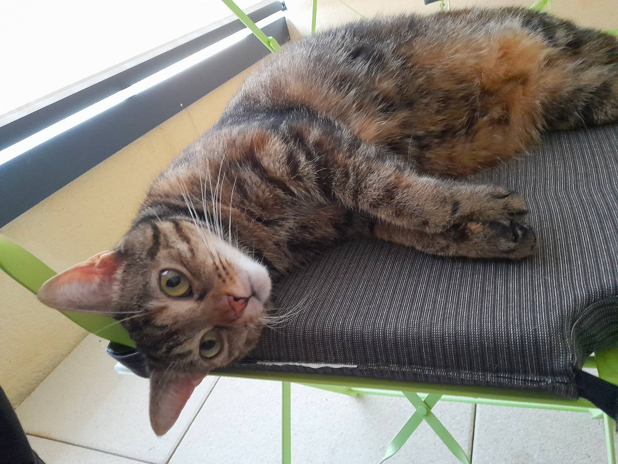 Lilly a rejoint le concours — aidez-le/la à gagner de superbes lots ! carnivore, cat, claw, comfort, domestic_short_haired_cat, felidae, fur, grass, outdoor_furniture, paw, plant, rectangle, small_to_medium_sized_cats, snout, tail, terrestrial_animal, whiskers, window