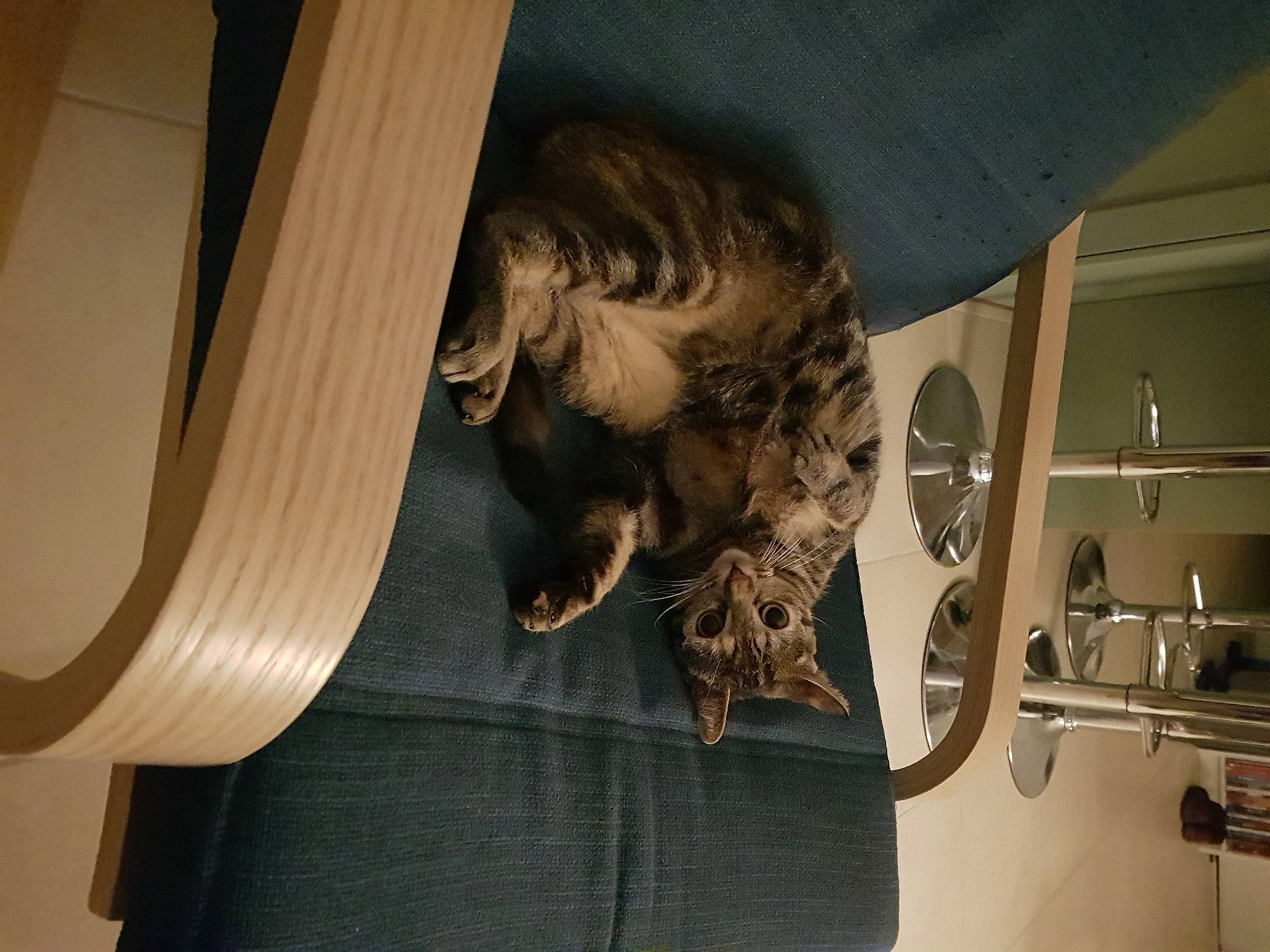 Lilly a rejoint le concours — aidez-le/la à gagner de superbes lots ! art, carnivore, ceiling, domestic_short_haired_cat, door_handle, felidae, fur, house, interior_design, lion, metal, room, sculpture, sink, small_to_medium_sized_cats, sporting_group, tail, tap, whiskers, wood