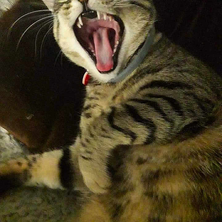 Mya
