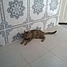 Mya participe au concours pour gagner de l'argent avec cette photo : animal, cat, collar, corner, domestic_animal, ears, floor, indoor, lying_down, patterned_wall, pet, quiet, relaxed, resting, striped, tabby_cat, tail, tile_floor, wall, whiskers