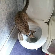Mya a rejoint le concours — aidez-le/la à gagner de superbes lots ! animal, bathroom, cat, curious, domestic_cat, exploration, feline, floor, indoor, lavatory, pet, plumbing, purple, rug, tabby_cat, toilet, toilet_seat, wallpaper, water, white