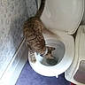 cat, tabby_cat, toilet, bathroom, curious, water, floor, rug, wallpaper, pet, animal, domestic_cat, indoor, lavatory, toilet_seat, plumbing, exploration, feline, white, purple