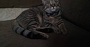 Mya a rejoint le concours — aidez-le/la à gagner de superbes lots ! animal, brown, cat, collar, couch, cozy, curious, domestic_animal, ears, feline, fur, indoor, looking_up, pet, relaxed, resting, sleepy, striped, tabby_cat, whiskers