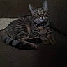 cat, tabby_cat, pet, feline, collar, indoor, couch, resting, animal, fur, ears, whiskers, curious, relaxed, looking_up, domestic_animal, sleepy, cozy, brown, striped