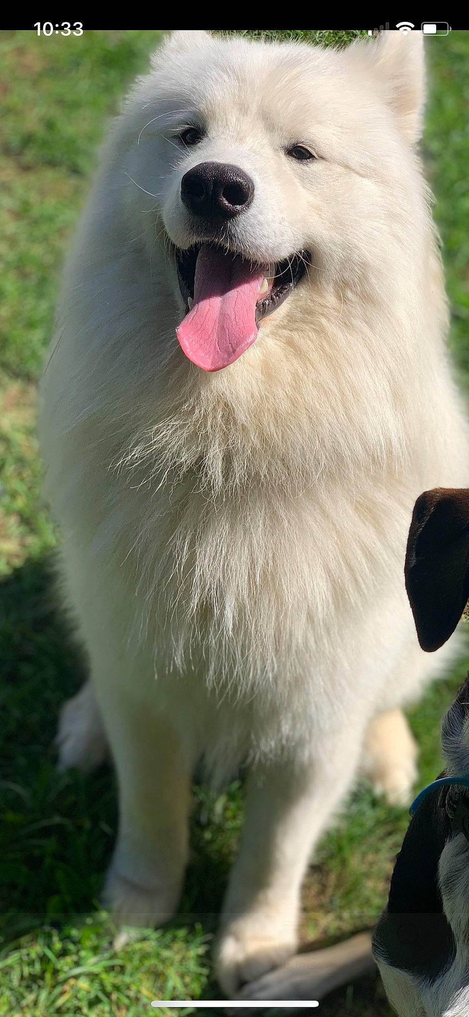 Blanco joined the competition — help win amazing prizes! canidae, carnivore, companion_dog, dog, dog_breed, fang, fur, grass, happy, jaw, non_sporting_group, paw, photography, samoyed, snout, spitz, terrestrial_animal, volpino_italiano, whiskers, working_animal