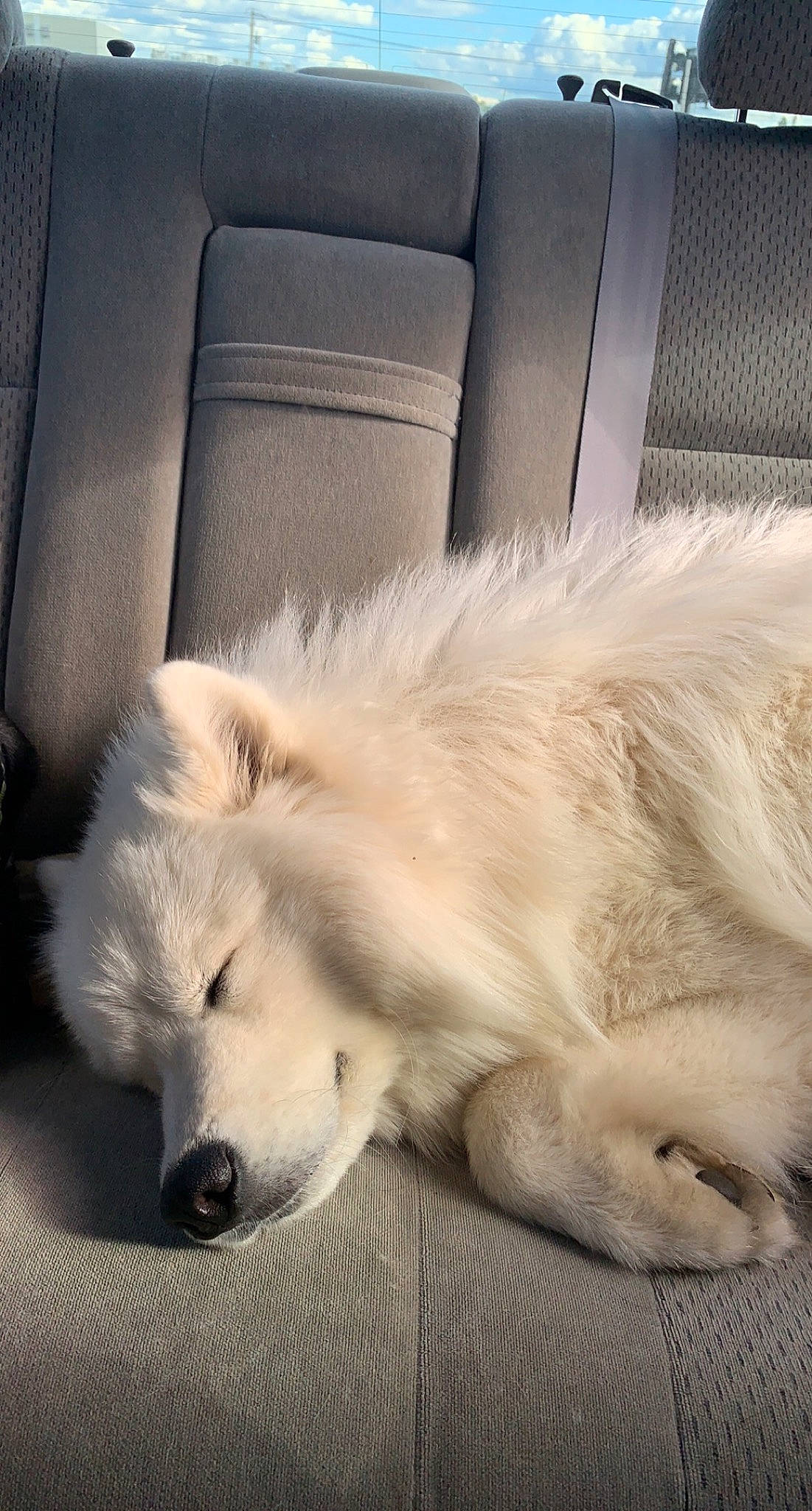 Blanco joined the competition — help win amazing prizes! canidae, carnivore, claw, cloud, comfort, companion_dog, dog, dog_breed, fawn, flooring, fur, happy, nap, paw, puppy, sky, snout, sporting_group, volpino_italiano, whiskers