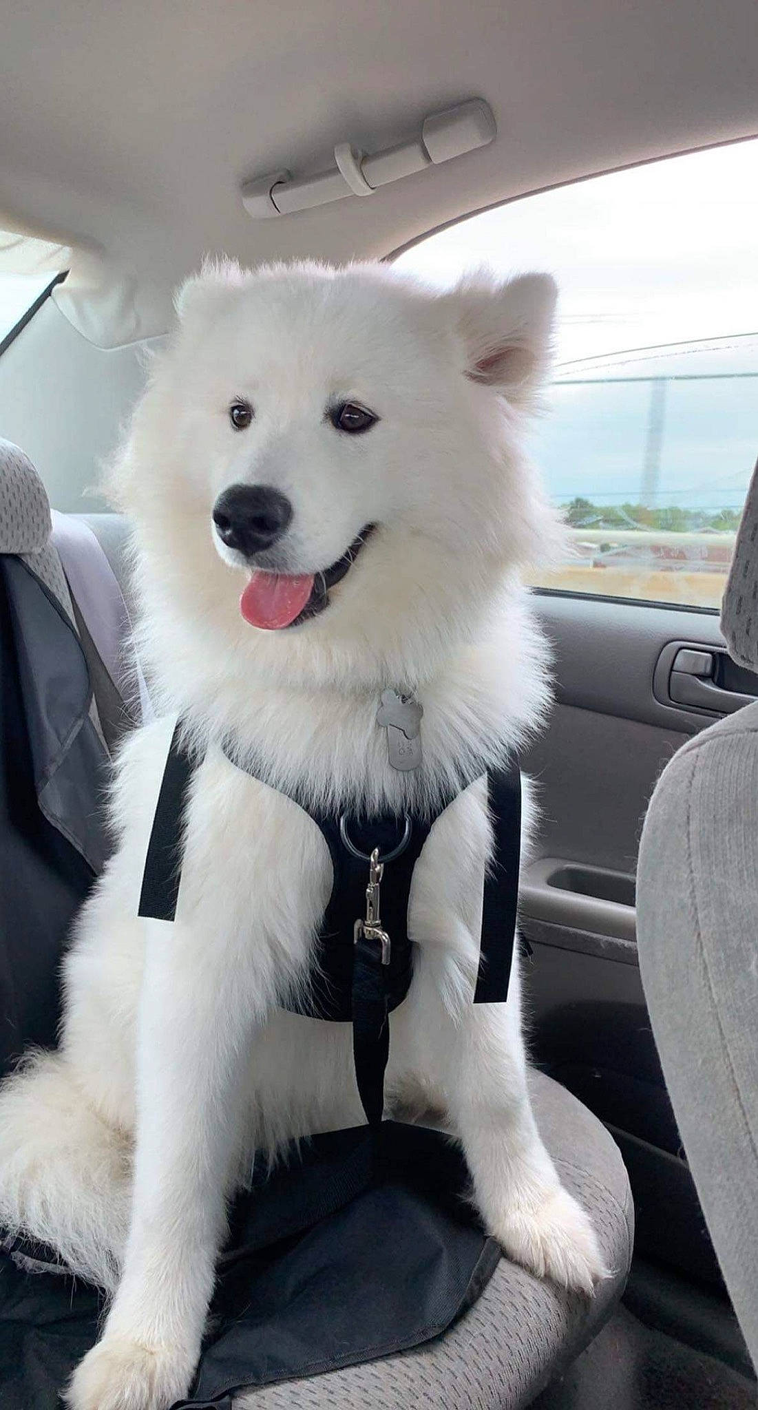 Blanco joined the competition — help win amazing prizes! canidae, car, carnivore, cloud, companion_dog, dog, dog_breed, fur, hood, indian_spitz, samoyed, sky, snout, spitz, sporting_group, vehicle, volpino_italiano, window, windshield, working_animal
