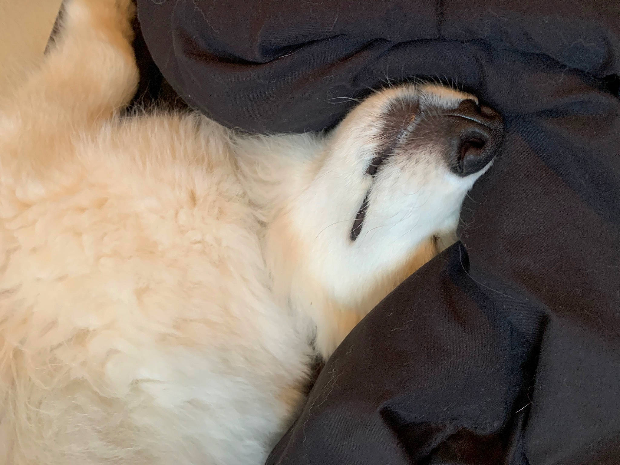 Blanco joined the competition — help win amazing prizes! canidae, carnivore, claw, comfort, companion_dog, dog_breed, fawn, felidae, fur, marine_mammal, nap, paw, reef, small_to_medium_sized_cats, snout, sporting_group, tail, terrestrial_animal, whiskers, wildlife