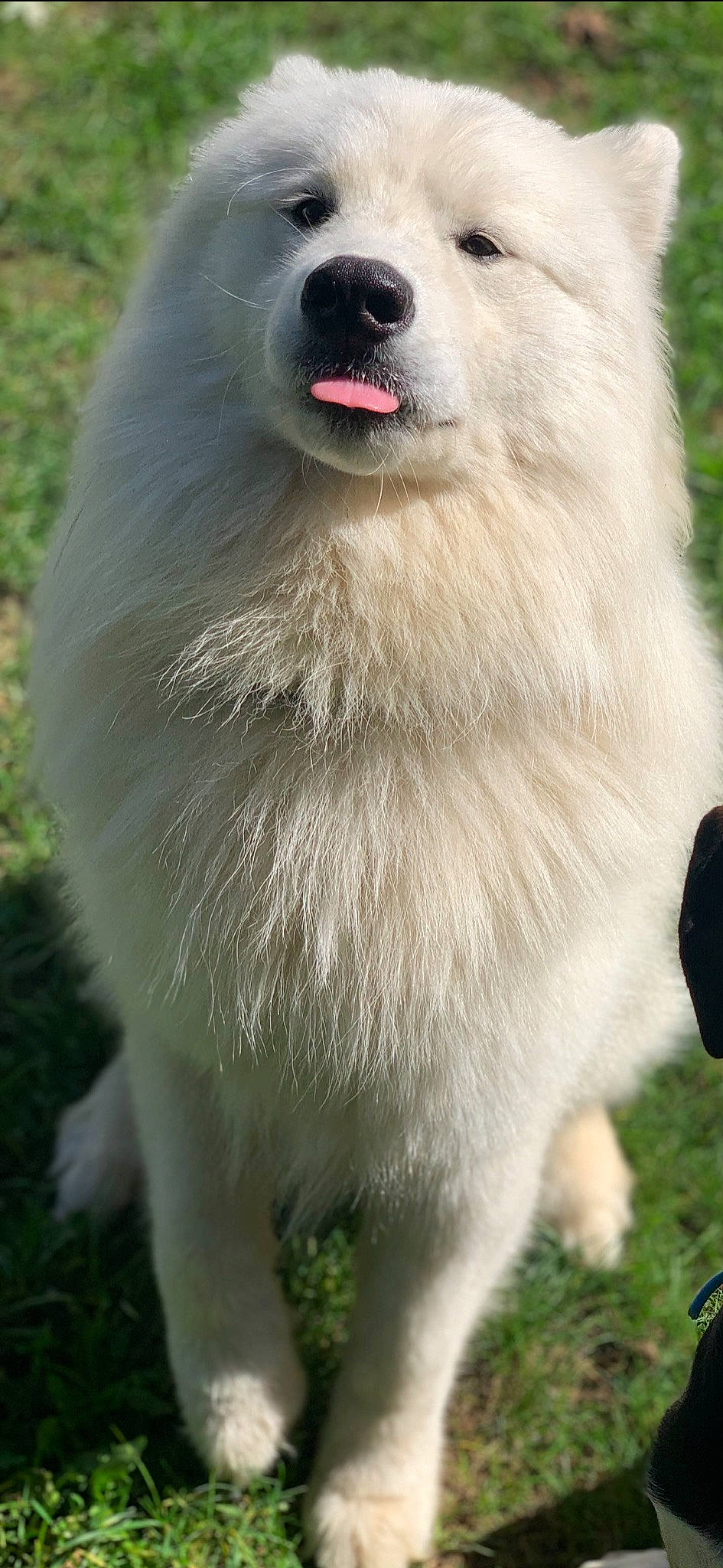 Blanco joined the competition — help win amazing prizes! canidae, carnivore, companion_dog, dog, dog_breed, fur, grass, non_sporting_group, photography, snout, spitz, terrestrial_animal, volpino_italiano, whiskers, working_animal