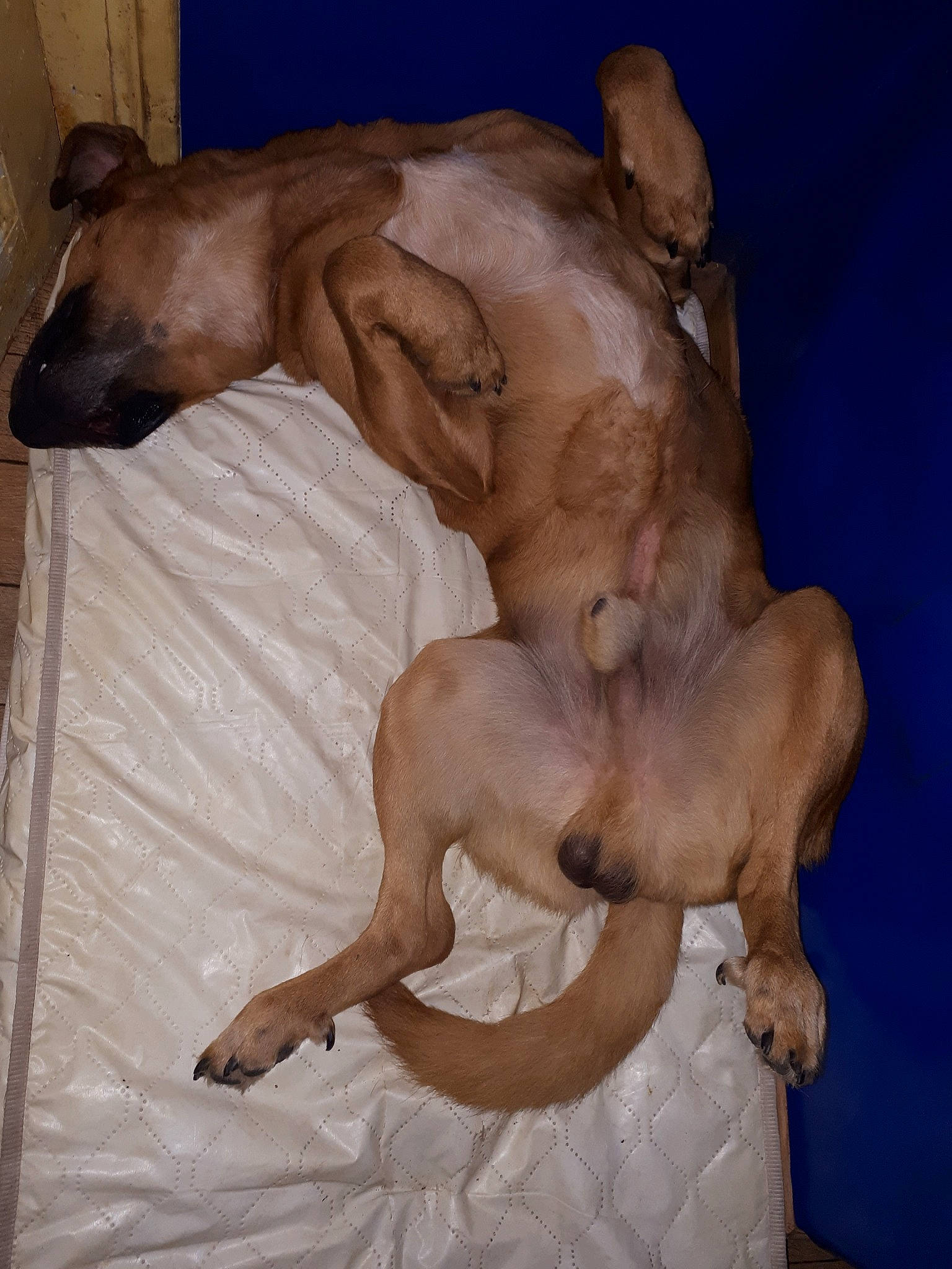 Gibson Et Zicos participe au concours pour gagner de l'argent avec cette photo : black_mouth_cur, canidae, carnivore, dog, dog_breed, fawn, mammal, mexican_hairless_dog, peruvian_hairless_dog, rhodesian_ridgeback, snout, sporting_group