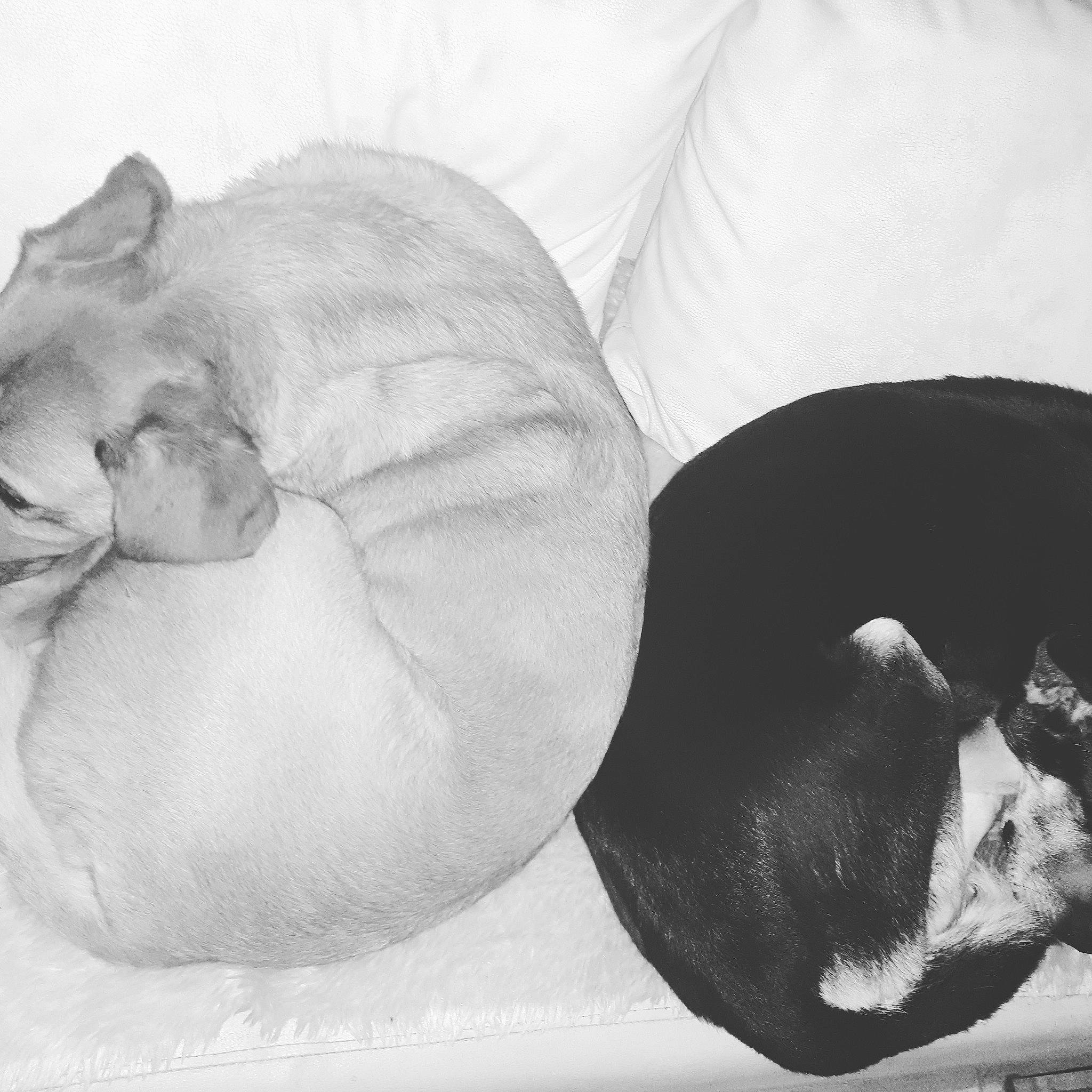 Gibson Et Zicos a rejoint le concours — aidez-le/la à gagner de superbes lots ! black_and_white, cat, comfort, ear, felidae, head, monochrome_photography, nap, photography, sleep, small_to_medium_sized_cats, white