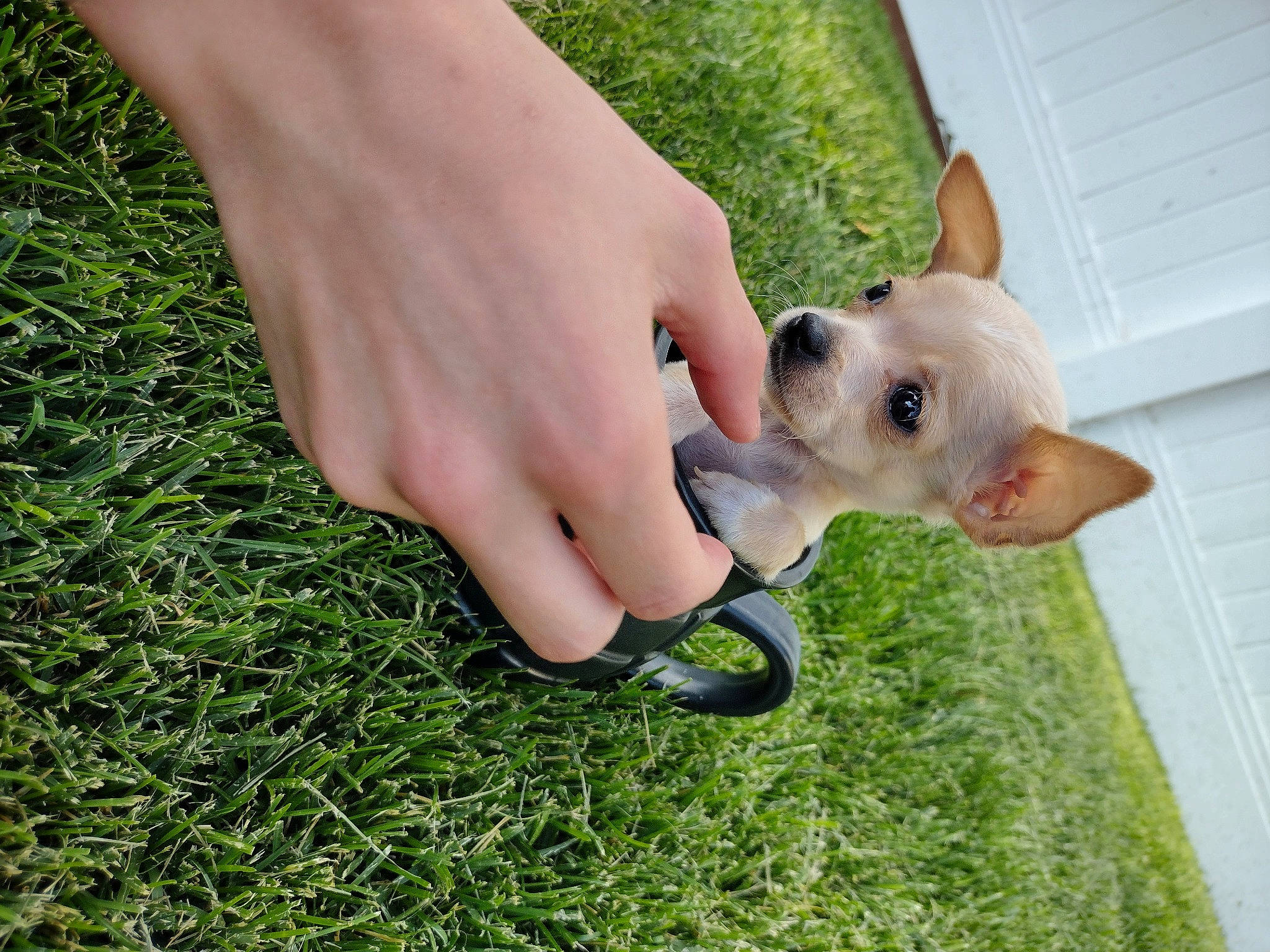 Small Fry joined the competition — help win amazing prizes! carnivore, child, collar, companion_dog, dog, dog_breed, dog_collar, fawn, foot, gesture, grass, happy, human_leg, lawn, leisure, people_in_nature, plant, snout, whiskers, working_animal