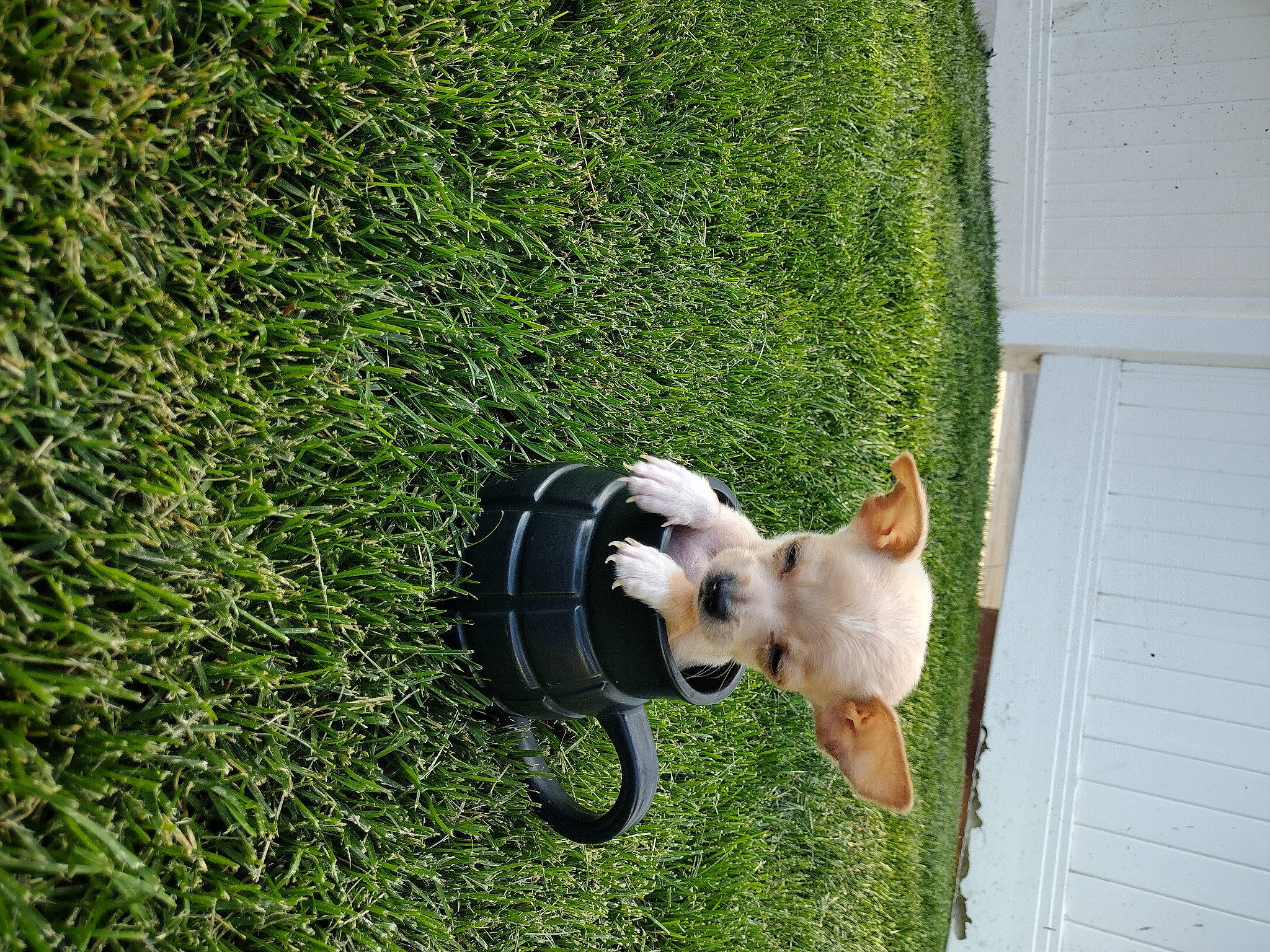 Small Fry joined the competition — help win amazing prizes! carnivore, collar, companion_dog, dog, dog_breed, fawn, garden_hose, grass, groundcover, lawn, mammal, pet_supply, plant, shrub, snout, sporting_group, tail, vertebrate, water, working_animal