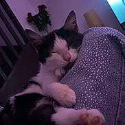 Mimisse participe au concours pour gagner de l'argent avec cette photo : cat, sleeping, paw, black_and_white, indoor, cozy, feline, resting, purple, fabric, sparkly, television, plant, living_room, cute, pet, closeup, relaxed, home, animal