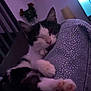 cat, sleeping, paw, black_and_white, indoor, cozy, feline, resting, purple, fabric, sparkly, television, plant, living_room, cute, pet, closeup, relaxed, home, animal