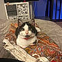 Mimisse participe au concours pour gagner de l'argent avec cette photo : cat, indoor, bed, blanket, colorful_cloth, black_and_white, collar, furniture, television, cabinet, pattern, quilted, pet, curious, resting, domestic, cozy, closeup, animal, home