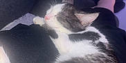 Mimisse a rejoint le concours — aidez-le/la à gagner de superbes lots ! cat, sleeping, lap, cozy, indoor, resting, pet, feline, fur, black_and_white, relaxation, comfort, sofa, human_leg, casual, quiet, peaceful, domestic, animal, closeup