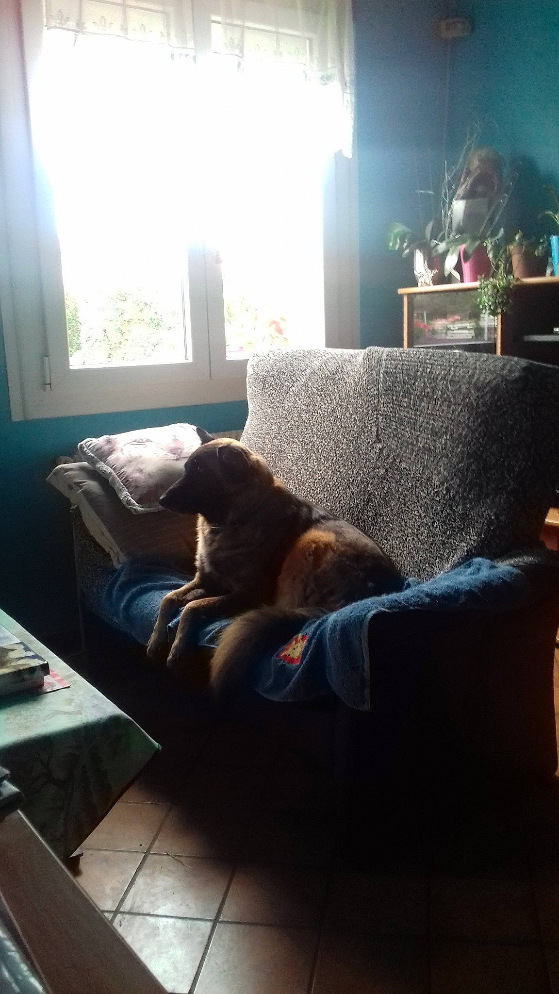 Lili participe au concours pour gagner de l'argent avec cette photo : cat, chair, comfort, couch, furniture, home, house, interior_design, leg, living_room, nap, room, sitting, sofa_bed, sunlight, window