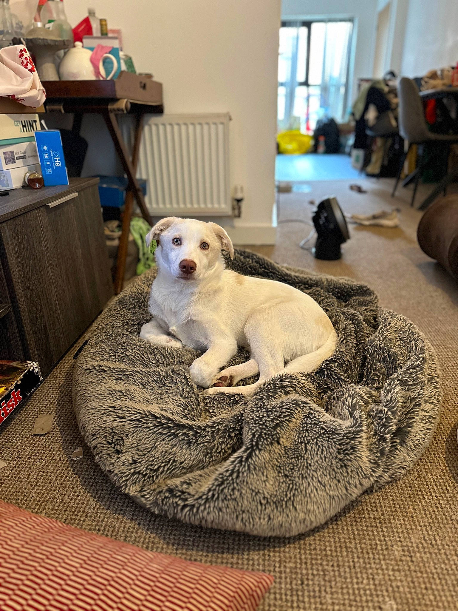 Tato is registered to the contest to win money with this photo: carnivore, comfort, companion_dog, couch, dog, dog_breed, dog_supply, fawn, floor, flooring, fur, hardwood, home, living_room, mammal, pet_supply, sporting_group, table, window, wood