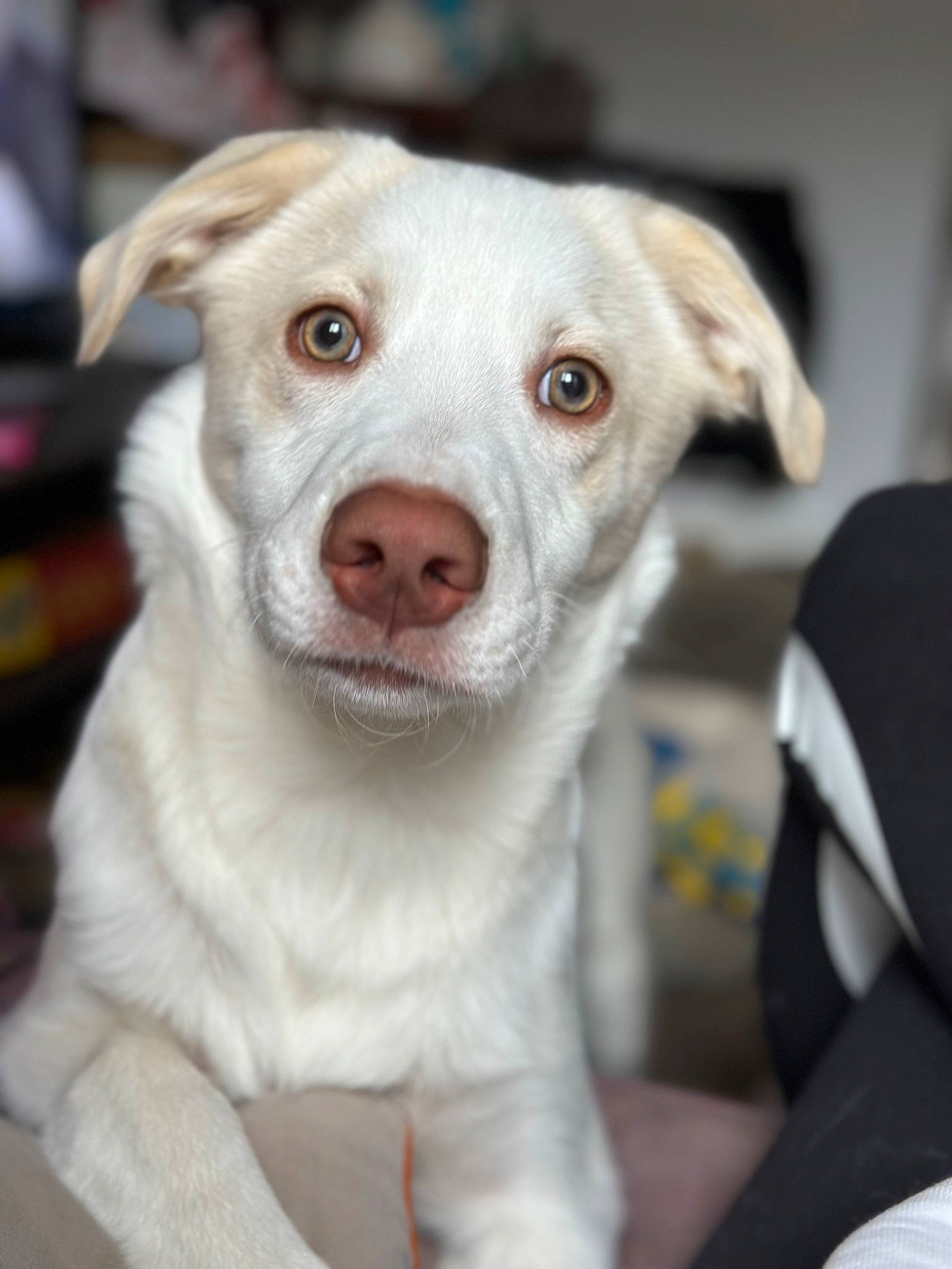 Tato joined the competition — help win amazing prizes! carnivore, collar, companion_dog, dog, dog_breed, ear, fawn, fur, scar, snout, sporting_group, street_dog, terrestrial_animal, whiskers, working_animal