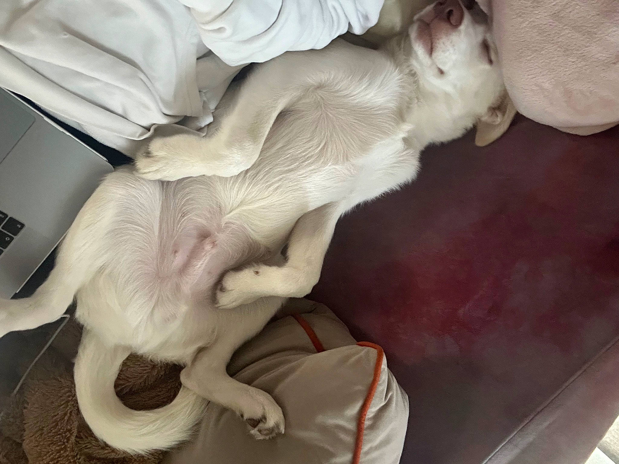 Tato joined the competition — help win amazing prizes! canidae, carnivore, cat, claw, comfort, companion_dog, dog, dog_breed, ear, fawn, felidae, fur, nap, non_sporting_group, paw, sporting_group, tail, whiskers, white, working_animal