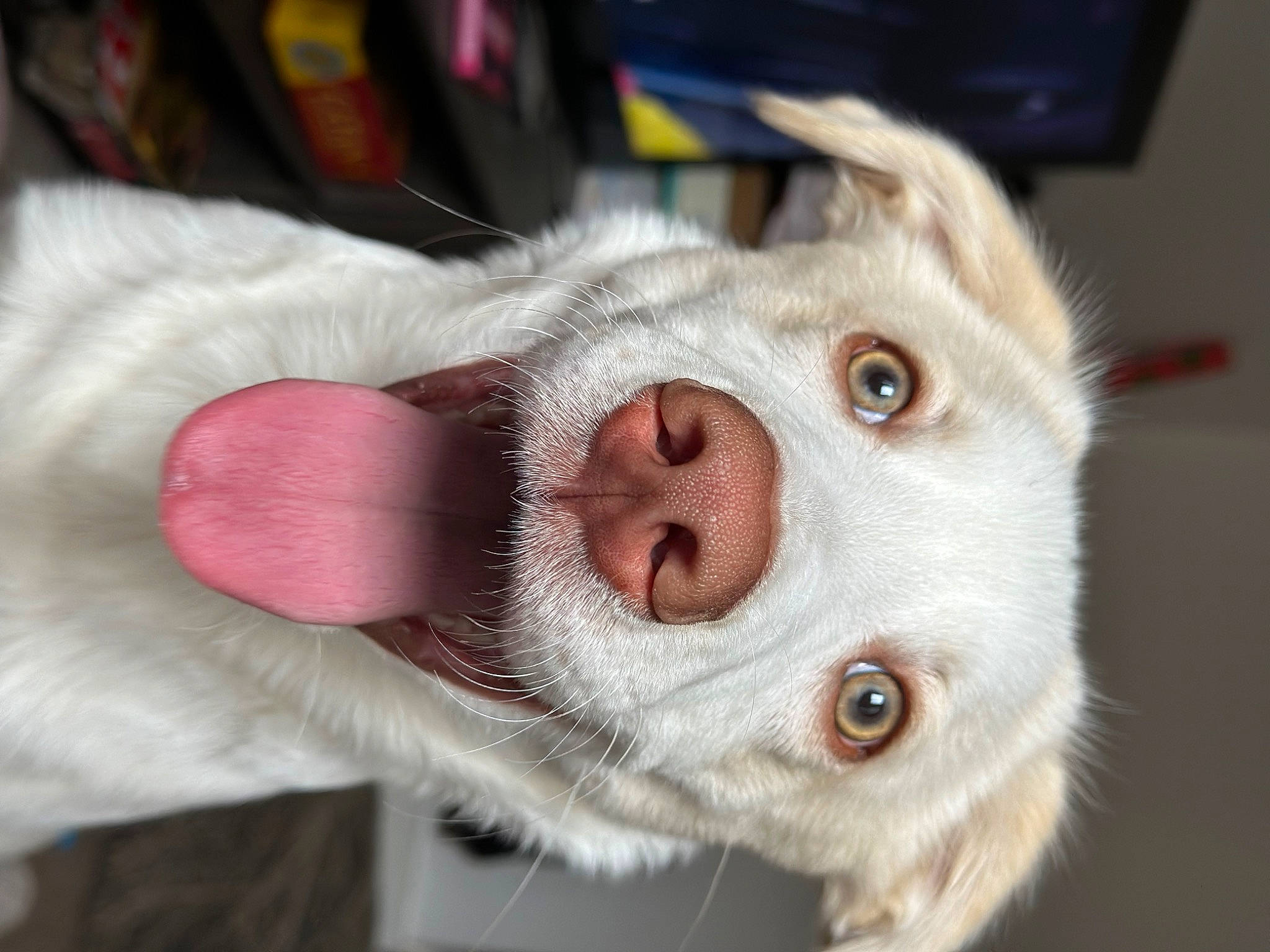 Tato is registered to the contest to win money with this photo: carnivore, cat, companion_dog, dog_breed, domestic_short_haired_cat, ear, eyelash, fawn, felidae, fur, paw, small_to_medium_sized_cats, snout, whiskers