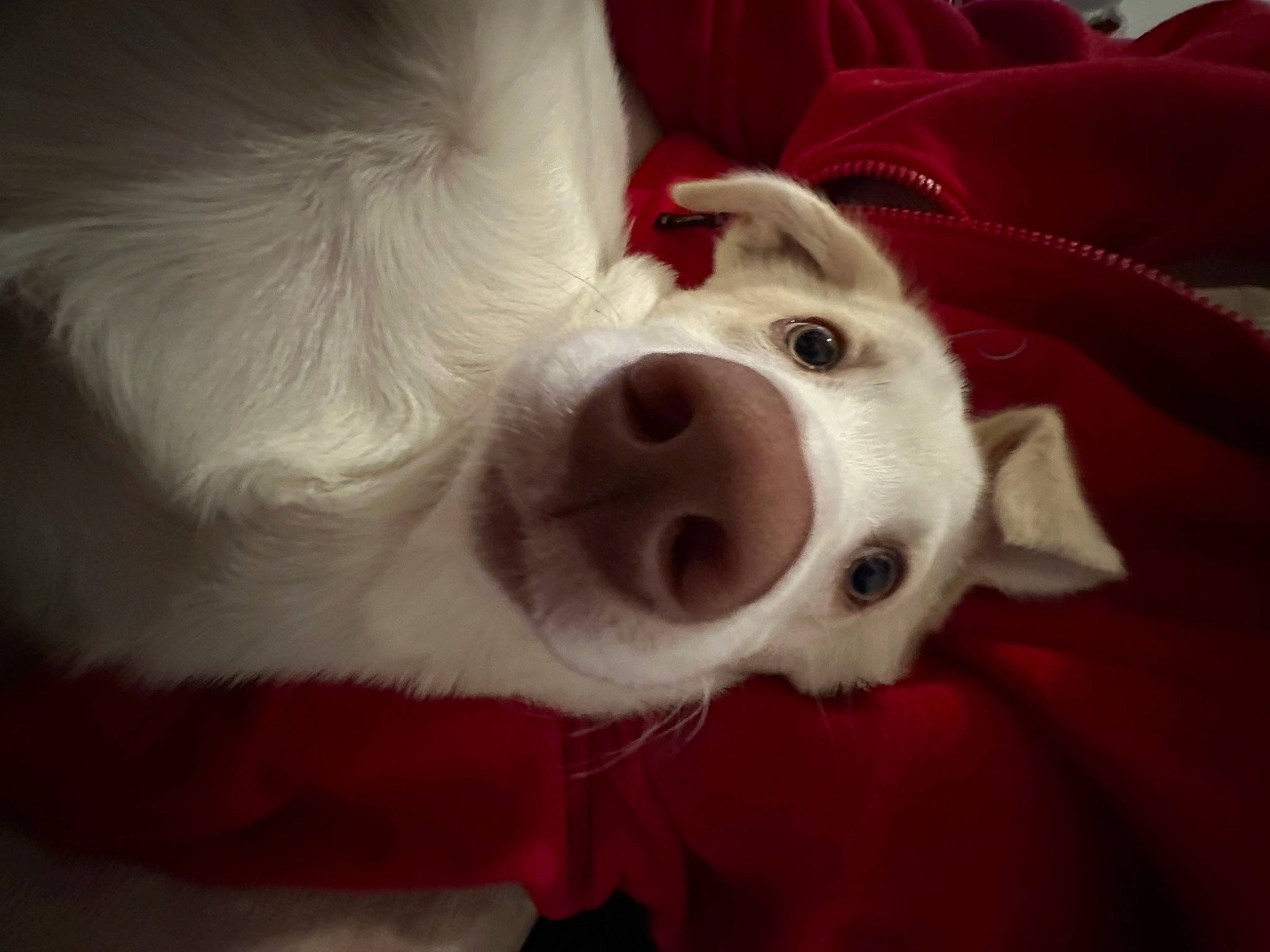 Tato is registered to the contest to win money with this photo: canidae, carnivore, companion_dog, dog, dog_breed, dog_supply, ear, event, fang, fur, happy, head, jaw, non_sporting_group, samoyed, snout, sporting_group, whiskers, working_animal