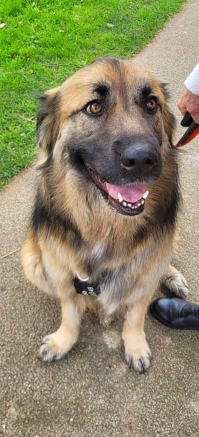 Prunelle participe au concours pour gagner de l'argent avec cette photo : ancient_dog_breeds, baseball_cap, canidae, carnivore, collar, companion_dog, dog, dog_breed, dog_collar, fang, fawn, fur, hat, pet_supply, snout, sporting_group, terrestrial_animal, whiskers, working_animal, working_dog