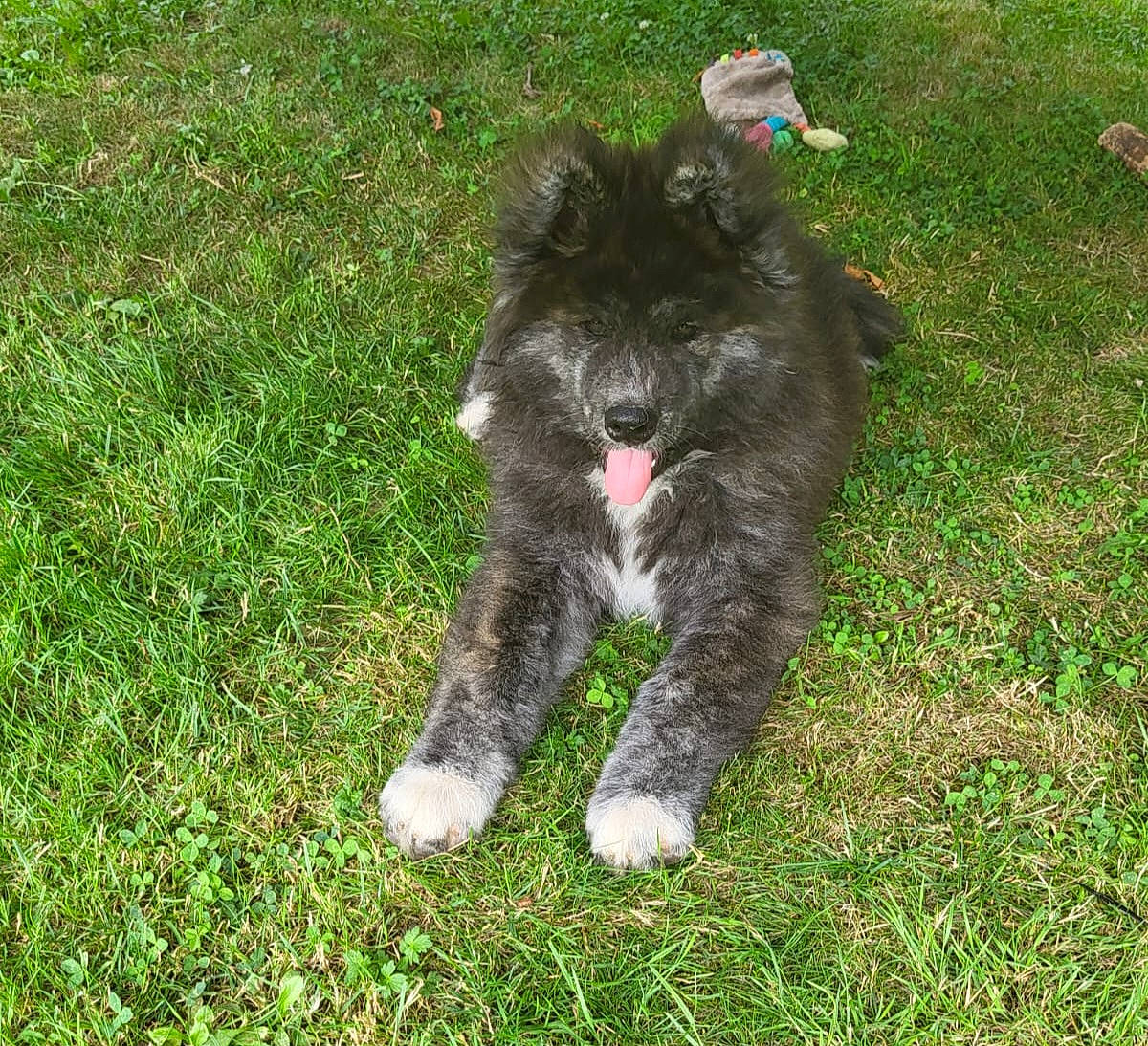 Izumo a rejoint le concours — aidez-le/la à gagner de superbes lots ! canidae, carnivore, cat, companion_dog, dog_breed, felidae, fur, grass, groundcover, non_sporting_group, paw, small_to_medium_sized_cats, sporting_group, tail, terrestrial_animal, terrier, toy_dog, water_dog, whiskers, working_animal