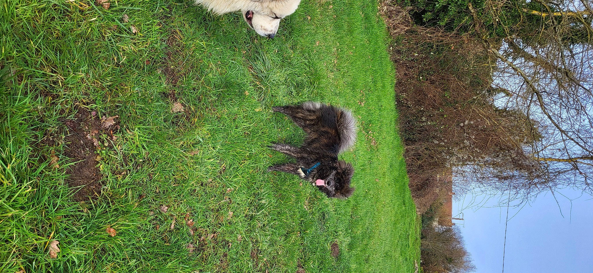 Izumo a rejoint le concours — aidez-le/la à gagner de superbes lots ! canidae, carnivore, companion_dog, dog, dog_breed, felidae, grass, grass_family, groundcover, lawn, pasture, plant, shrub, sporting_group, tail, terrestrial_animal, tree, trunk, water, wildlife