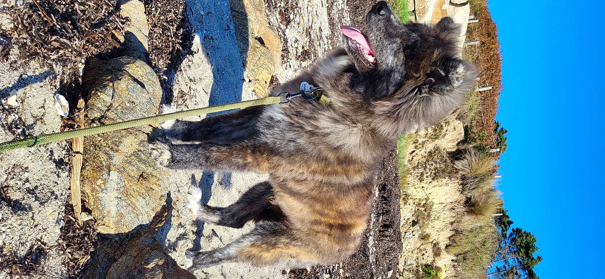 Izumo a rejoint le concours — aidez-le/la à gagner de superbes lots ! bedrock, canidae, carnivore, dog, dog_breed, felidae, fur, organism, paw, rock, small_to_medium_sized_cats, snout, soil, sporting_group, tail, terrestrial_animal, trunk, whiskers, wildlife, working_animal