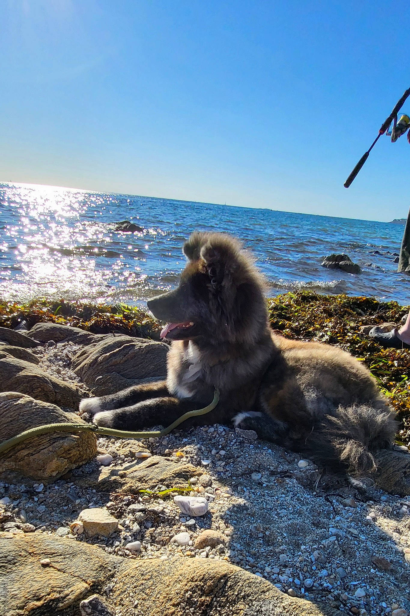 Izumo participe au concours pour gagner de l'argent avec cette photo : azure, beach, coast, horizon, lake, landscape, macaque, ocean, primate, rock, shore, sky, soil, tail, water, wave, wildlife, wind, wind_wave, wood